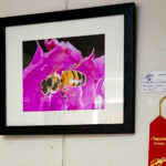 Honey Bee by Patricia Quandel