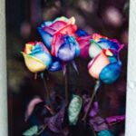 Rainbow Roses by Victoria Sebanz