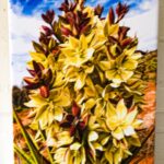 Yucca Blossoms by Kathy Miller