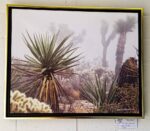 Yucca in Fog by Kim Karels Clements