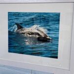 Common Dolphin by Patricia Quandel