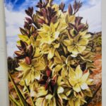 Yucca Blooms by Kathy Miller