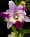 Orchid #1 by Raini Armstrong