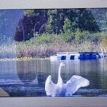 Swan in Michigan by Nancy Kimes