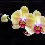 PatQuandel-orchid