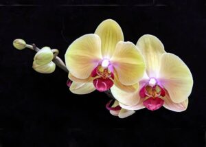 PatQuandel-orchid