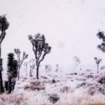 Snowfall in Joshua Tree by Gillyan Thorburn