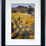 Yellow Flowers by Bob Rufer