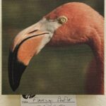 Flamingo Profile by Bob Rufer