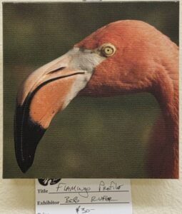 Flamingo Profile by Bob Rufer