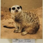 Meerkat by Bob Rufer