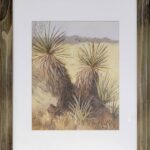 Sunlight on Yuccas BY Jennifer Grandi