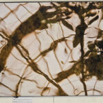 Dancing Waters by Victoria Sebanz